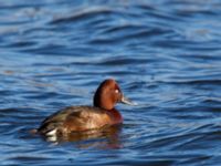 Aythya nyroca ad male Lunds reningsverk, Lund, Skåne, Sweden 20150208_0253