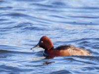 Aythya nyroca ad male Lunds reningsverk, Lund, Skåne, Sweden 20150208_0262