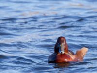 Aythya nyroca ad male Lunds reningsverk, Lund, Skåne, Sweden 20150208_0270