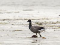 Branta bernicla Tygelsjö ängar, Malmö, Skåne, Sweden 20171203_0023