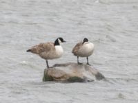 Branta canadensis Fågeltornet, Klagshamns udde, Malmö, Skåne, Sweden 20250104_0067