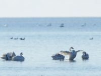 Cygnus columbianus bewickii Fårhagen, Bunkeflo strandängar, Malmö, Skåne, Sweden 20170311_0014