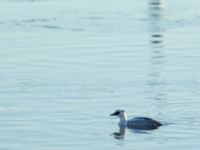 Mergellus albellus male Limhamns småbåtshamn, Malmö, Skåne, Sweden 20170106_0003