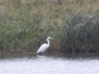 Ardea alba Björkelundadammen, Malmö, Skåne, Sweden 20231028_0047