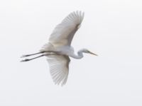 Ardea alba Fågeltornet, Klagshamns udde, Malmö, Skåne, Sweden 20241029_0014