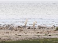 Ardea alba Fårhagen, Bunkeflo strandängar, Malmö, Skåne, Sweden 20240527_0091