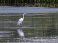 Ardea alba Gäddängen, Hörby, Skåne, Sweden 20230719_0075