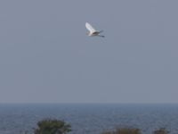 Ardea alba Terekudden, Bunkeflo strandängar, Malmö, Skåne, Sweden 20230826_0024