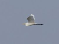 Ardea alba Terekudden, Bunkeflo strandängar, Malmö, Skåne, Sweden 20230826_0029