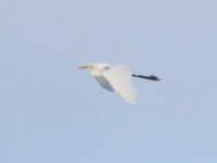 Ardea alba Toarp, Malmö, Skåne, Sweden 20250102_0118