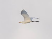 Ardea alba Toarp, Malmö, Skåne, Sweden 20250102_0126