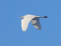 Ardea alba Toarp, Malmö, Skåne, Sweden 20250102_0147