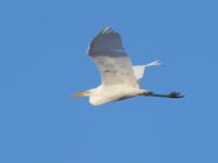 Ardea alba Toarp, Malmö, Skåne, Sweden 20250102_0160