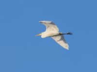 Ardea alba Toarp, Malmö, Skåne, Sweden 20250102_0167