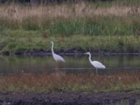 Ardea alba Vombsjöns ängar, Lund, Skåne, Sweden 20240818_0016