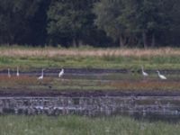 Ardea alba Vombsjöns ängar, Lund, Skåne, Sweden 20240818_0017