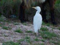 Bubulcus ibis Oued Ksob River River Mouth, Essaouria, Morocco 20180225_0361