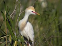 Bubulcus ibis ad Abu Hammad, Egypt 20090410B 1970