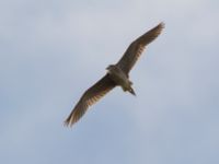 Nycticorax nycticorax 2cy Donuzlav lake, Crimea, Russia 20150912_0107