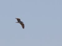 Nycticorax nycticorax ad Birecik gravel pits, Turkey 20120629 047