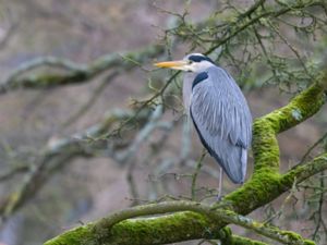 Ardea cinerea - Grey Heron - Gråhäger