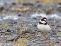 Charadrius semipalmatus ad Kenai mudflats, Homer, Alaska, USA 20140617_0902