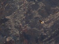 Ciconia nigra Eilat mountains, Israel 2013-03-29 265