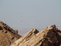 Ciconia nigra Eilat mountains, Israel 2013-03-29 275