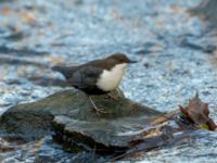 Cinclus cinclus Risebergabäcken, Riseberga, Malmö, Skåne, Sweden 20191207_0016