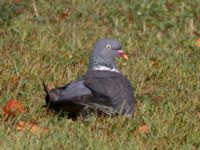 Columba palumbus Slottsparken, Malmö, Skåne, Sweden 20240817_0043