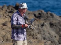 Streptopelia decaocto Caleta de Fuste seapoint, Fuerteventura, Canary Islands, Spain 20120225 216