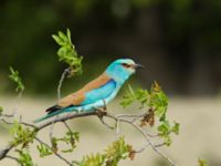 Coracias garrulus garrulus Chachuna, Kakheti, Georgia 20180427_1439