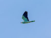 Coracias garrulus garrulus Valley 1.1 km WSW Dalis Reservoir Tower, Chachuna, Kakheti, Georgia 20180427_1136