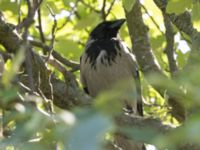 Corvus cornix Banvallen, Ribersborg, Malmö, Skåne, Sweden 20220702_0135