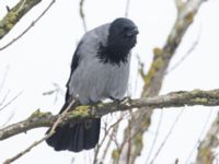 Corvus cornix Tångupplaget, Riberborg, Malmö, Skåne, Sweden 20231204_0056