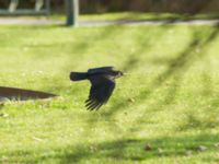 Corvus corone Sibbarp, Malmö, Skåne, Sweden 20191031_0008