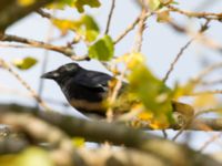 Corvus corone Sibbarp, Malmö, Skåne, Sweden 20191031_0015