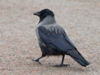 Corvus corone x Corvus cornix Öresundsparken, Malmö, Skåne, Sweden 20150228_0008