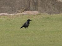 Corvus corone x Corvus cornix Sibbarp, Malmö, Skåne Sweden 20220108_0032