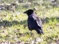 Corvus corone x Corvus cornix Sibbarp, Malmö, Skåne, Sweden 20210420_0012