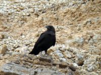 Corvus ruficollis Rissani, Morocco 20060411 504