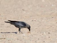 Corvus splendens Northern Beach, Israel 2013-03-29 228
