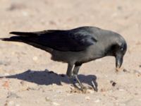 Corvus splendens Northern Beach, Israel 2013-03-29 237