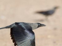 Corvus splendens Northern Beach, Israel 2013-03-29 240