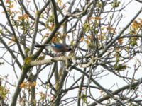 Garrulus glandarius krynicki Ilia State University Dedoplistskaro, Kakheti, Georgia 20180428_0468