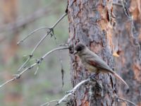 Perisoreus infaustus Storforsen, Älvsbyn, Norrbotten, Sweden 20150711_0062