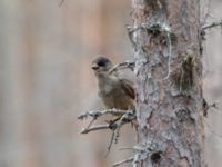 Perisoreus infaustus Storforsen, Älvsbyn, Norrbotten, Sweden 20150711_0077