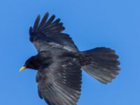 Pyrrhocorax graculus Oukaimeden, Morocco 20180223_0083