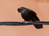 Pyrrhocorax graculus Oukaimeden, Morocco 20180223_0088