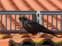 Pyrrhocorax graculus ad Olofsdal, Halmstad, Halland, Sweden 20150625_0193